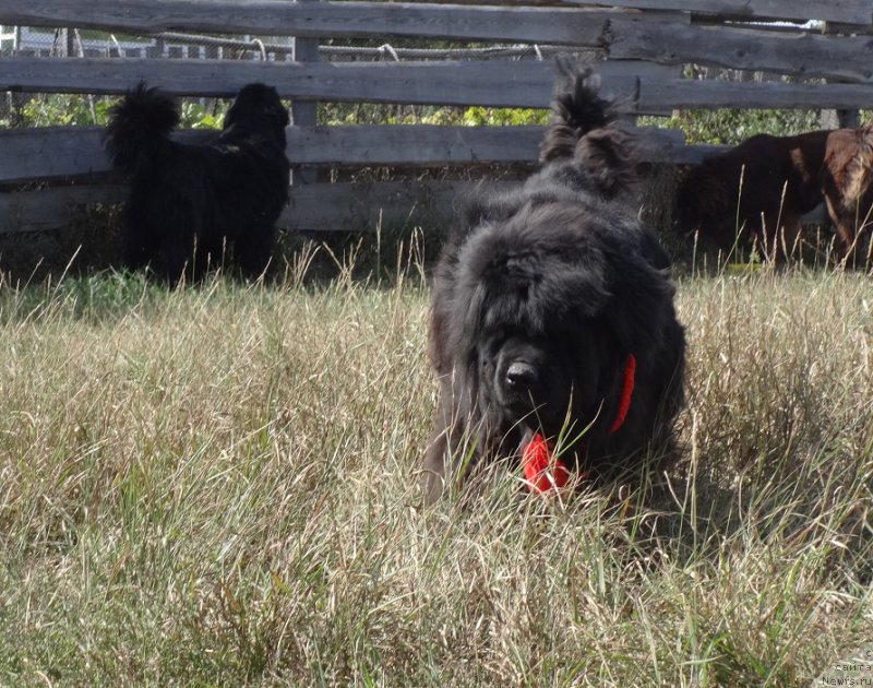 Фото: ньюфаундленд Севертан Рожденная Легендой