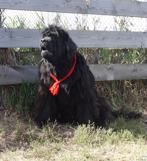 Фото: ньюфаундленд Севертан Рожденная Легендой