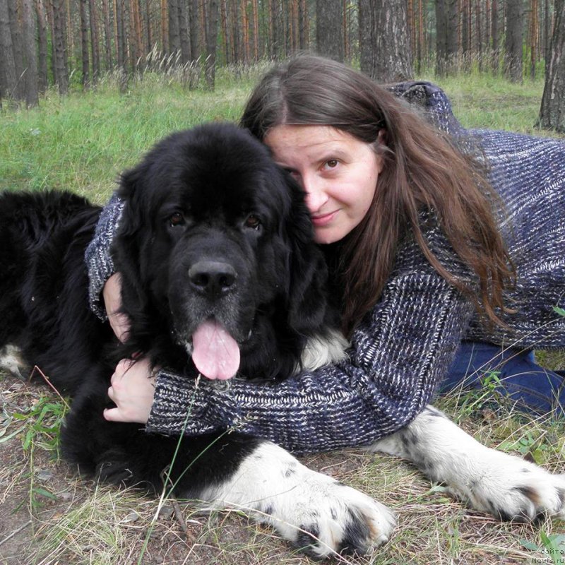 Фото: Алла Тузкова, ньюфаундленд Старбимовлав Гардемарин