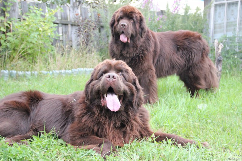 Фото: ньюфаундленд Ньюфорт Ваше Величество Брабус, ньюфаундленд Обуш Шед Янтарный Поцелуй