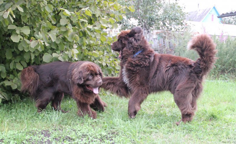 Фото: ньюфаундленд Обуш Шед Янтарный Поцелуй, ньюфаундленд Ньюфорт Ваше Величество Брабус