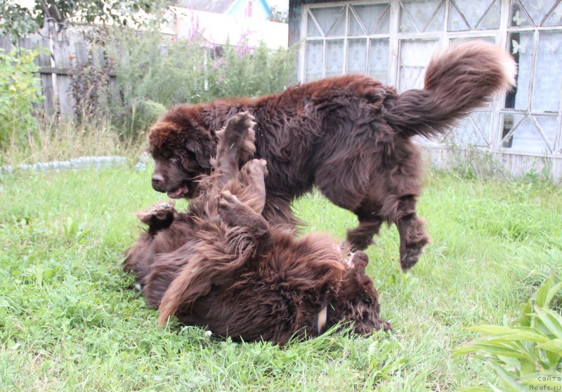 Фото: ньюфаундленд Обуш Шед Янтарный Поцелуй, ньюфаундленд Ньюфорт Ваше Величество Брабус