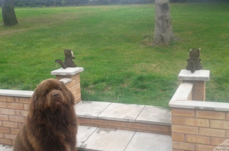 Фото: ньюфаундленд Нобл Кинг Май Лорд Симба