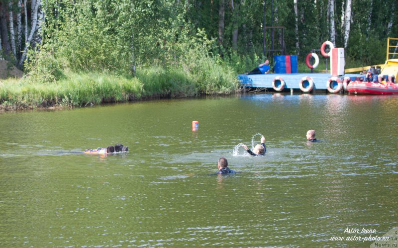 Фото: ньюфаундленд Ангел Хранитель Граффидд (Angel Khranitel Gruffidd)