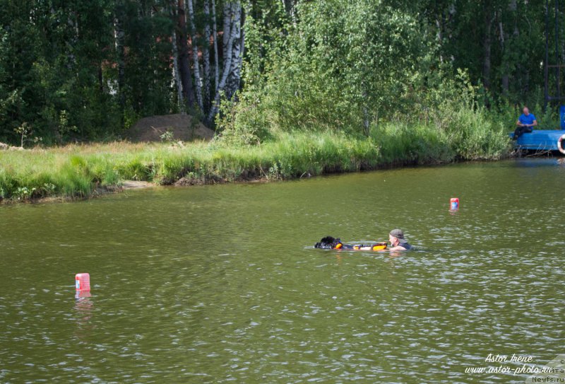Фото: ньюфаундленд Ермак с Берега Дона (Ermak s Berega Dona)