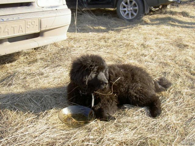 Фото: ньюфаундленд Юлиана из Золотого Треугольника