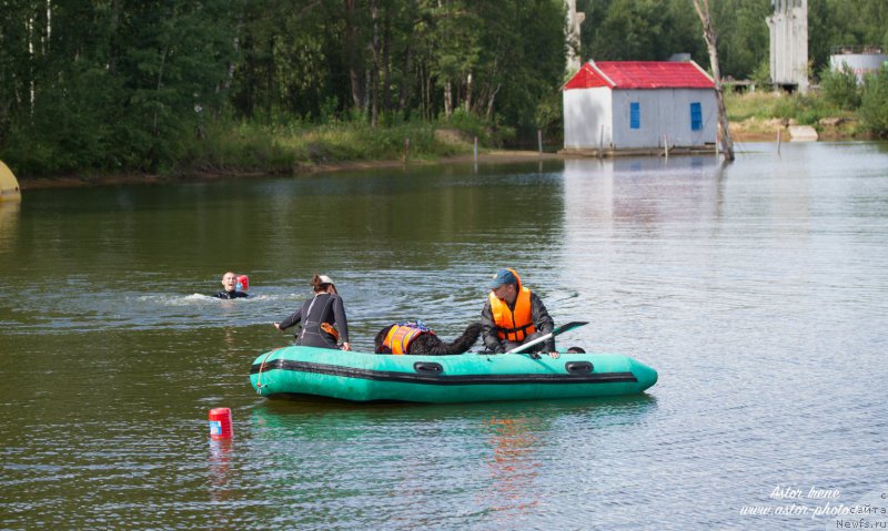 Фото: ньюфаундленд Бегущая по Волнам Фогет Ми Нот, Александра Фетисова
