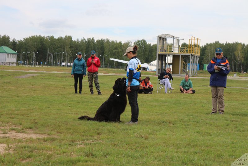 Фото: Александра Фетисова, ньюфаундленд Бегущая по Волнам Фогет Ми Нот