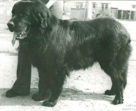 Фото: ньюфаундленд Золь Пифагор