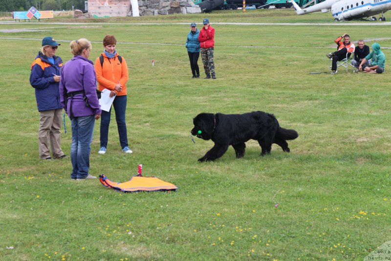 Фото: Антонина Чигвинцева, ньюфаундленд Топтыжка Герой Нашего Времени (Toptyzhka Geroy Nashego Vremeni)