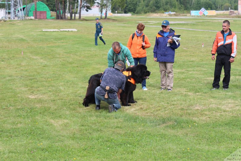Фото: ньюфаундленд Ермак с Берега Дона (Ermak s Berega Dona)