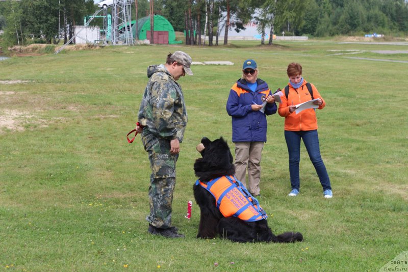 Фото: ньюфаундленд Сент Джонс Ларель Леоланда (Sent Djons Larel Leolanda)