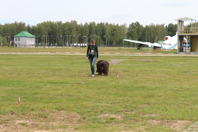 Фото: Анастасия Киреева, ньюфаундленд Дюрбахлер Клаб Альфаретта Виньетта