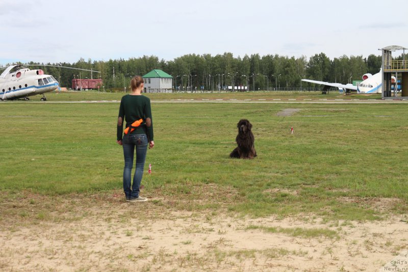 Фото: Анастасия Киреева, ньюфаундленд Дюрбахлер Клаб Альфаретта Виньетта