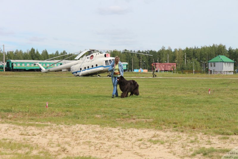Фото: Анна Петрушкина, ньюфаундленд Мелти Вейв Марин Тифея (Melty Wave Marine Tifeya)