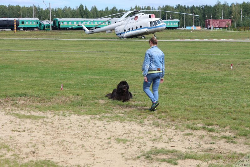 Фото: Анна Петрушкина, ньюфаундленд Мелти Вейв Марин Тифея (Melty Wave Marine Tifeya)
