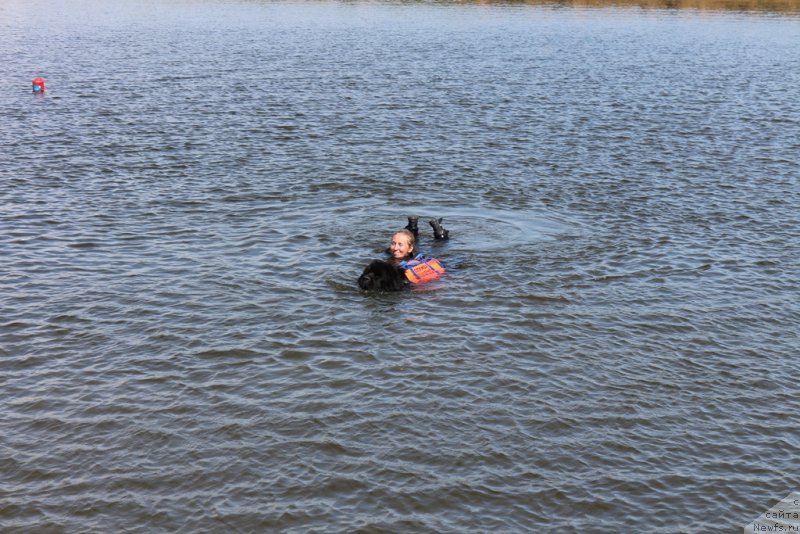 Фото: ньюфаундленд Топтыжка Герой Нашего Времени (Toptyzhka Geroy Nashego Vremeni)