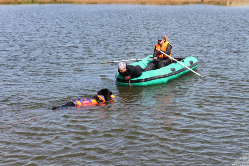 Фото: ньюфаундленд Топтыжка Герой Нашего Времени (Toptyzhka Geroy Nashego Vremeni)