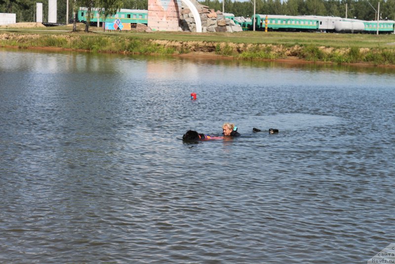 Фото: Антонина Чигвинцева, ньюфаундленд Топтыжка Герой Нашего Времени (Toptyzhka Geroy Nashego Vremeni)