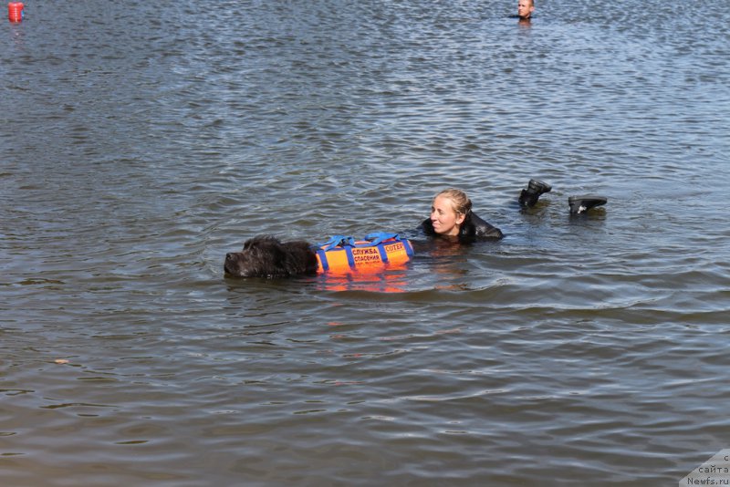 Фото: ньюфаундленд Ангел Хранитель Граффидд (Angel Khranitel Gruffidd)