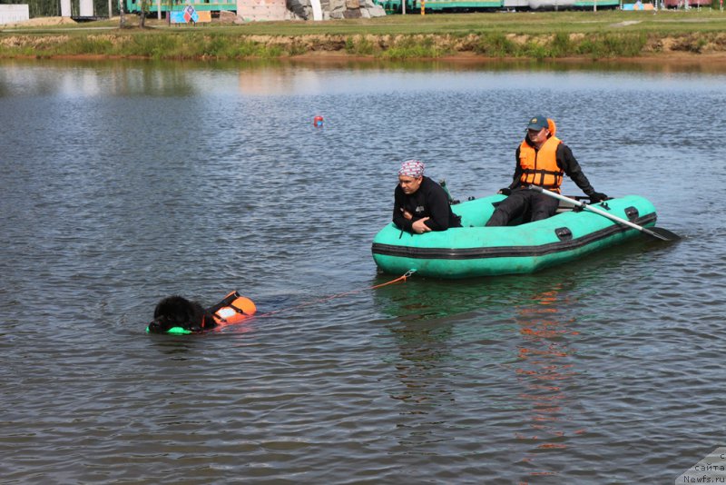 Фото: ньюфаундленд Ермак с Берега Дона (Ermak s Berega Dona)