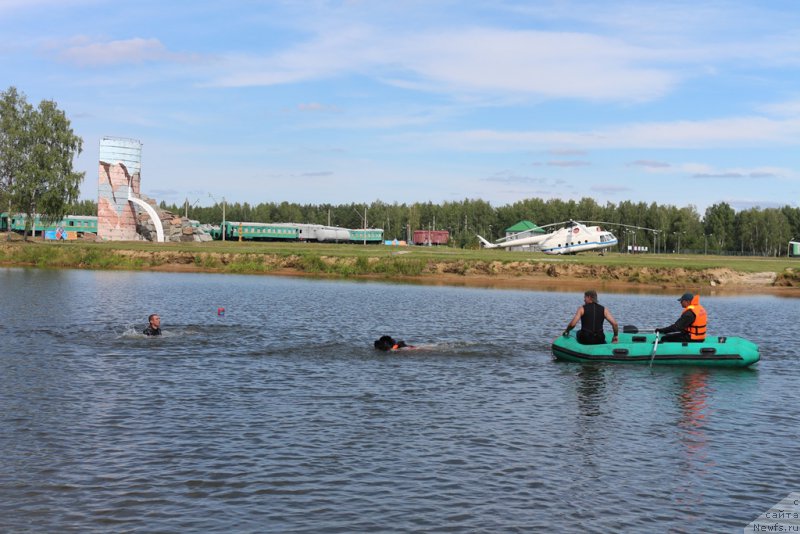 Фото: ньюфаундленд Ермак с Берега Дона (Ermak s Berega Dona)