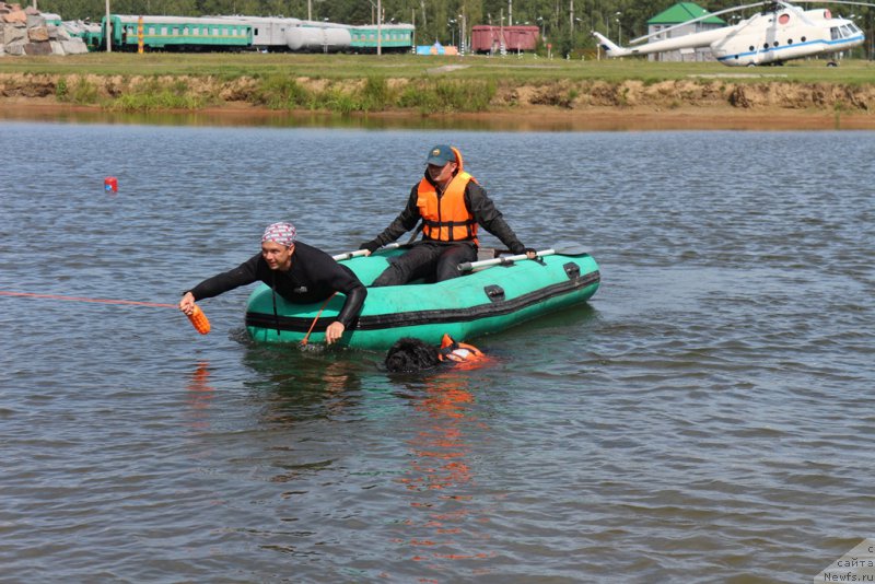 Фото: ньюфаундленд Ермак с Берега Дона (Ermak s Berega Dona)