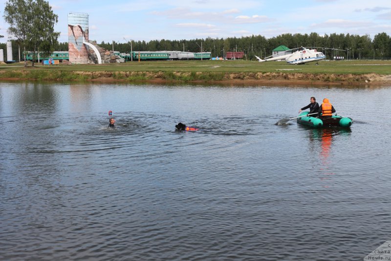 Фото: ньюфаундленд Сент Джонс Ларель Леоланда (Sent Djons Larel Leolanda)