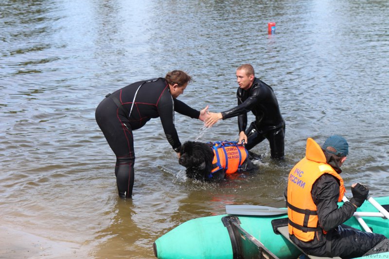 Фото: ньюфаундленд Сент Джонс Ларель Леоланда (Sent Djons Larel Leolanda)