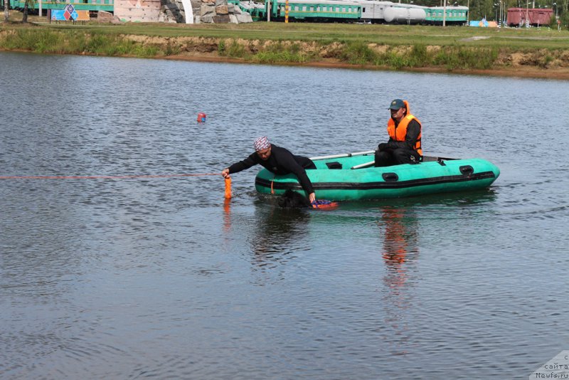 Фото: ньюфаундленд Сент Джонс Ларель Леоланда (Sent Djons Larel Leolanda)