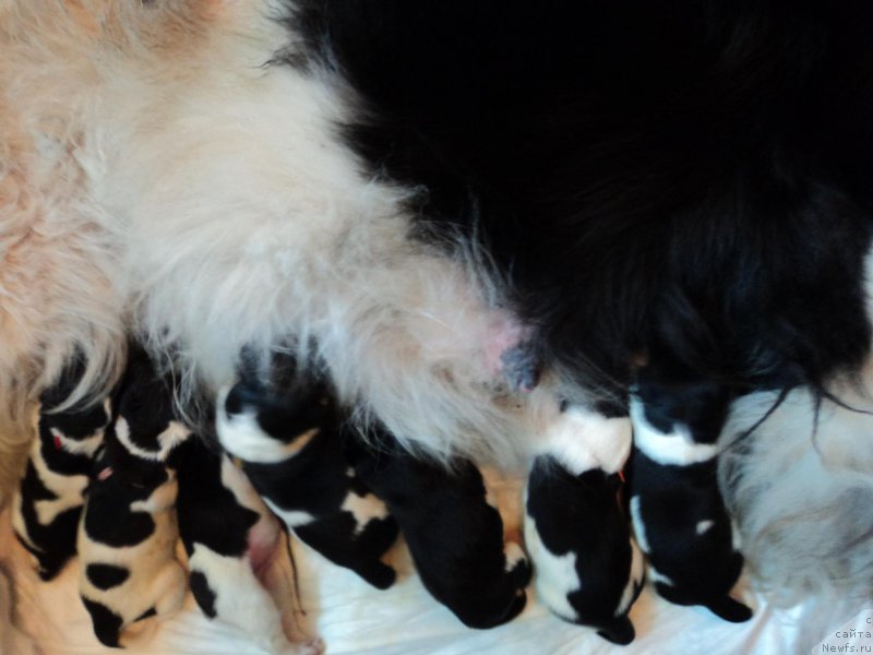 Фото: ньюфаундленд Бореалис Фентази Жозефина (Borealis Fantasy Zhozefina)