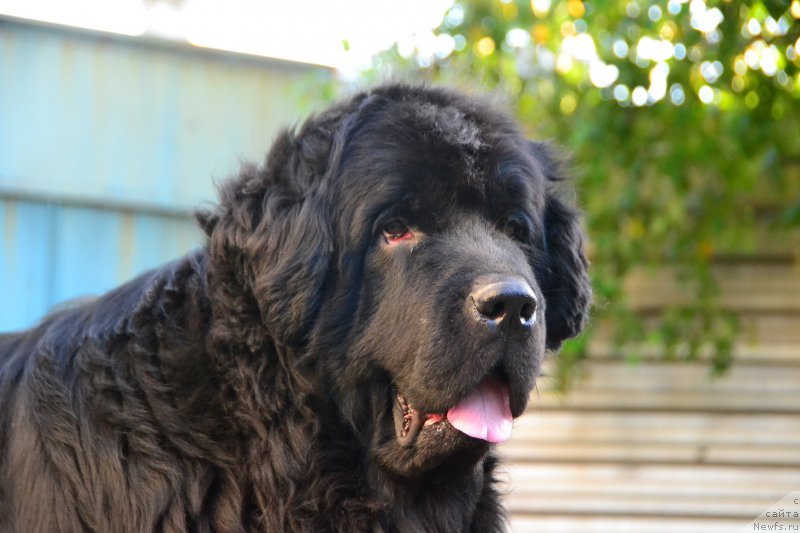 Фото: ньюфаундленд I'm Little Princess Midnight Bear