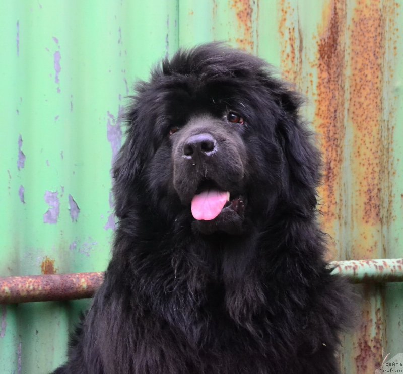 Фото: ньюфаундленд Талисман Моря Мишель