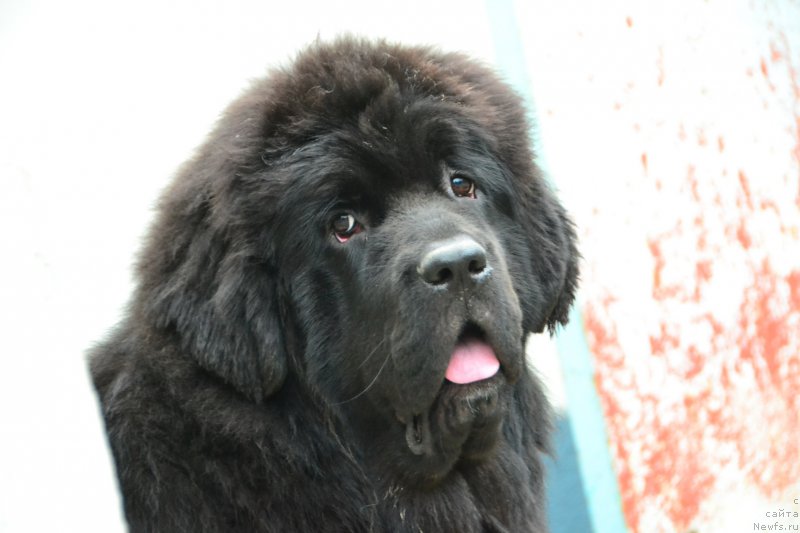 Фото: ньюфаундленд Талисман Моря Ла-Валетта