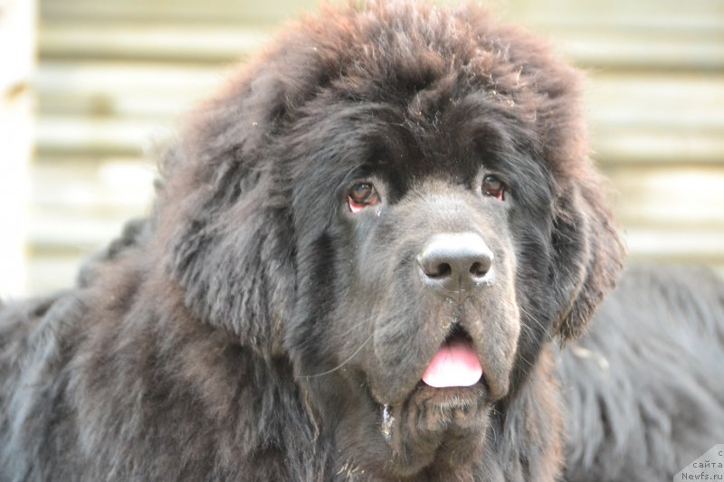 Фото: ньюфаундленд Талисман Моря Ла-Валетта