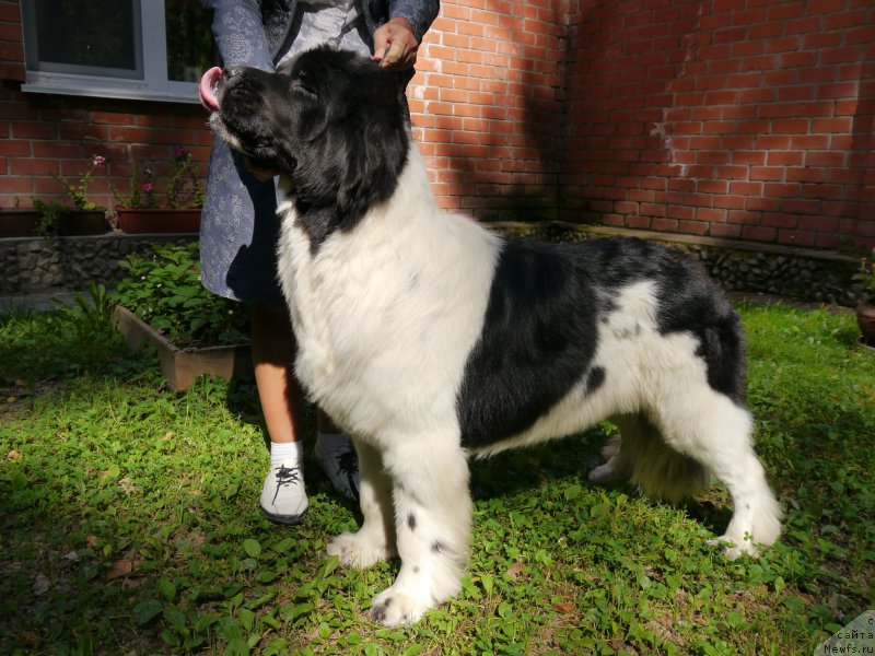 Фотография № 212973