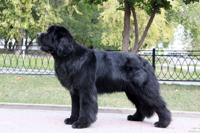 Фото: ньюфаундленд Аквиан Сонг Ларс Бергер (Akvian Song Lars Berger)