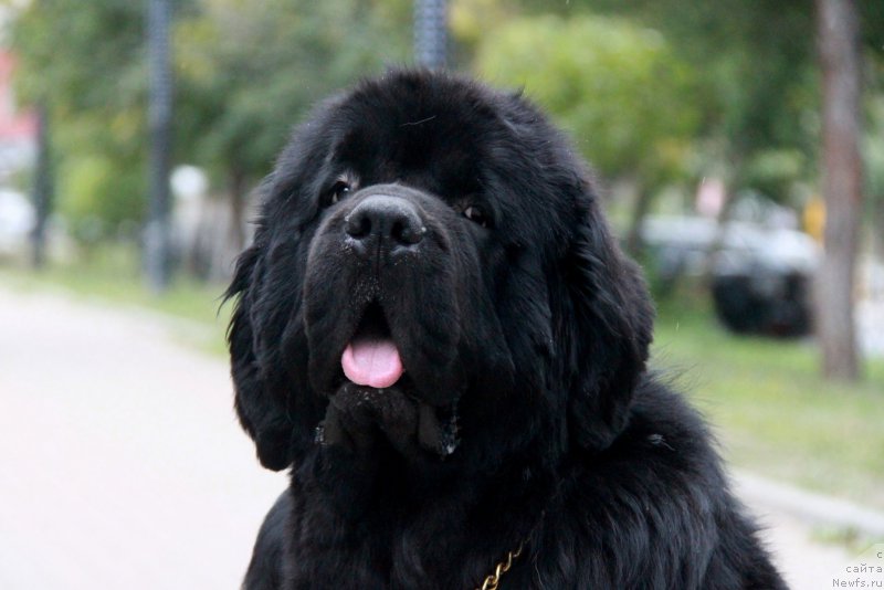 Фото: ньюфаундленд Аквиан Сонг Ларс Бергер (Akvian Song Lars Berger)