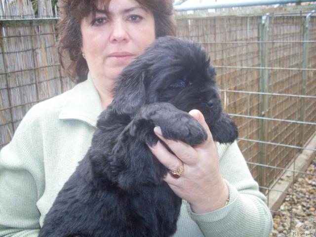 Фото: ньюфаундленд Mississippi-Missouri Careen