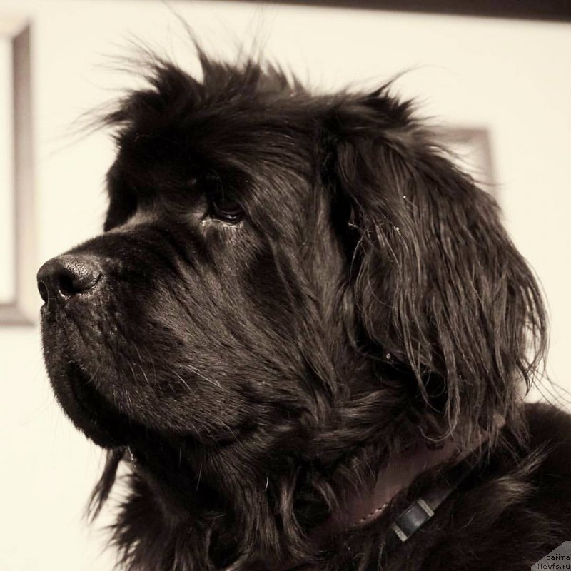 Фотография № 212992