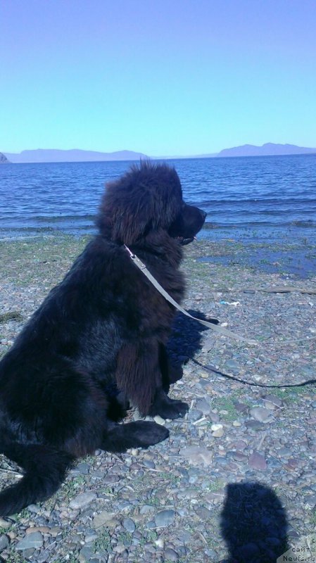 Фото: ньюфаундленд Жерар Моро Леруа