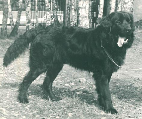 Фото: ньюфаундленд Кассий Барри Фрум
