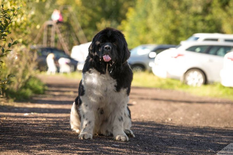 Фотография № 213003