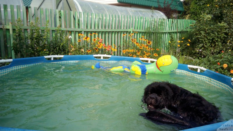 Фото: ньюфаундленд Белкондер-Клаб Я Бурбон