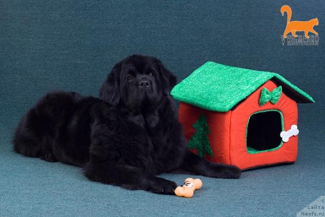 Фото: ньюфаундленд Оттава (Ottava)