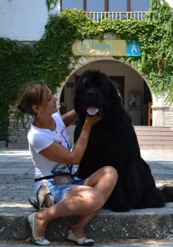 Фото: ньюфаундленд Rain Coast Icebreaker Volotovo