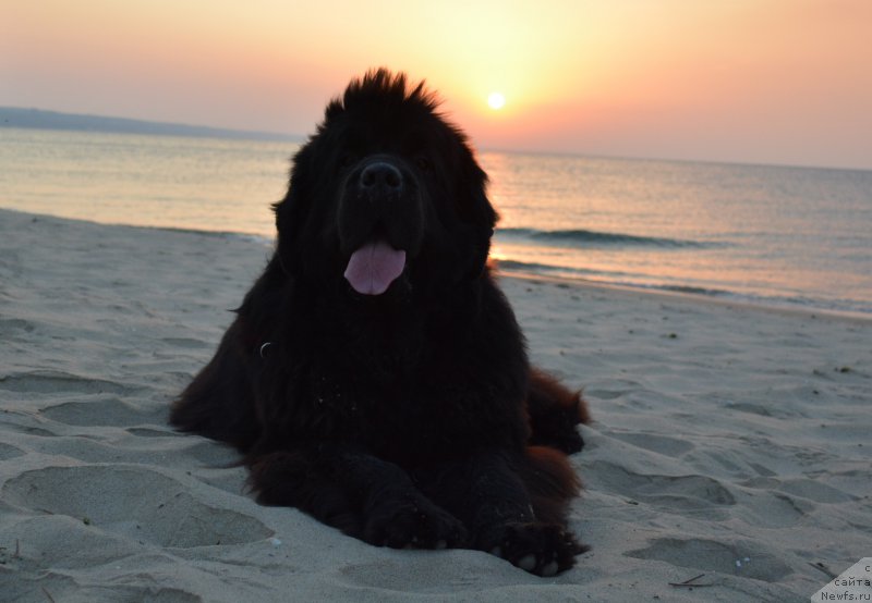 Фотография № 213019