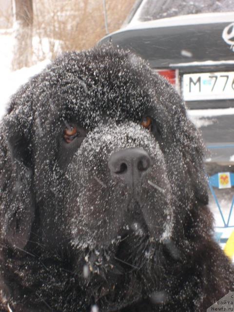 Фото: ньюфаундленд Оттава (Ottava)