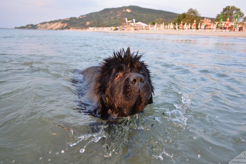 Фото: ньюфаундленд Rain Coast Icebreaker Volotovo