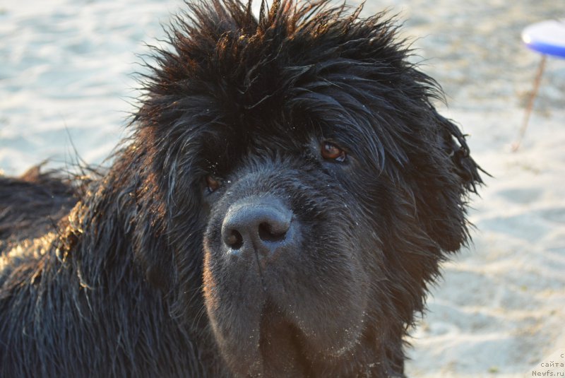 Фотография № 213023